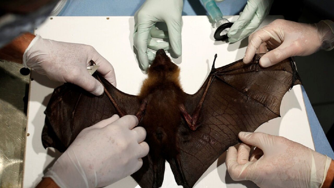 کشف گونه جدید کرونا در خفاش‌های انگلیسی