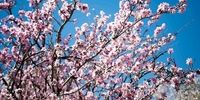 باز شدن شکوفه های بهاری در باغات مهارلو فارس
