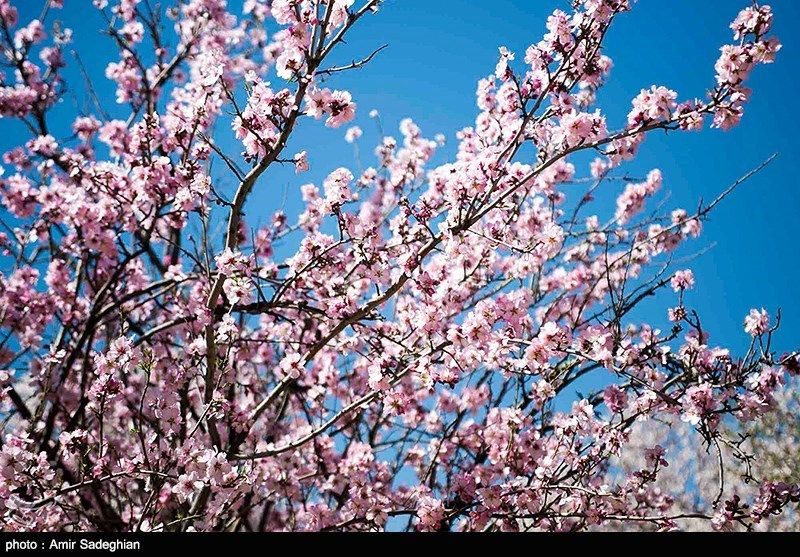 باز شدن شکوفه های بهاری در باغات مهارلو فارس