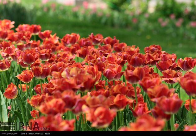 جشنواره گل ها در مشهد