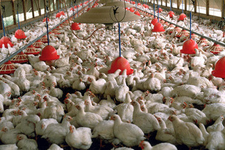 
نابودی بیش از یک میلیون قطعه مرغ در استان اصفهان