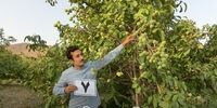 خرید نهال گردو از نهالستان مورد تأیید جهاد کشاورزی