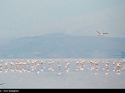تصاویر| جانی تازه بر تن دریاچه مهارلو
