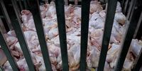 این استان‌ها بیشترین میزان خرید گوشت مرغ را داشته‌اند