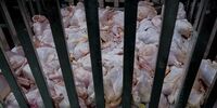 این استان‌ها بیشترین میزان خرید گوشت مرغ را داشته‌اند