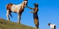 ییلاق در کوهپایه های گرین |تصاویر