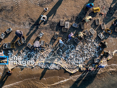 تصاویر| صید ماهی در دریای خزر 