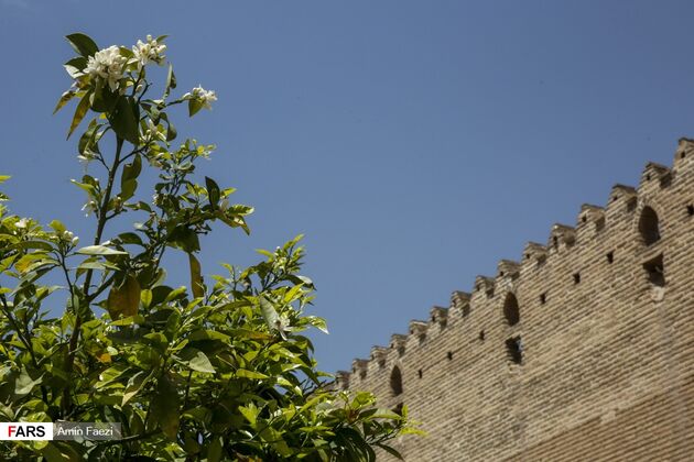 بوی بهار نارنج در اردیبهشت شیراز