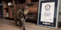 پیرترین گربه جهان که نامش در گینس ثبت شد+تصاویر