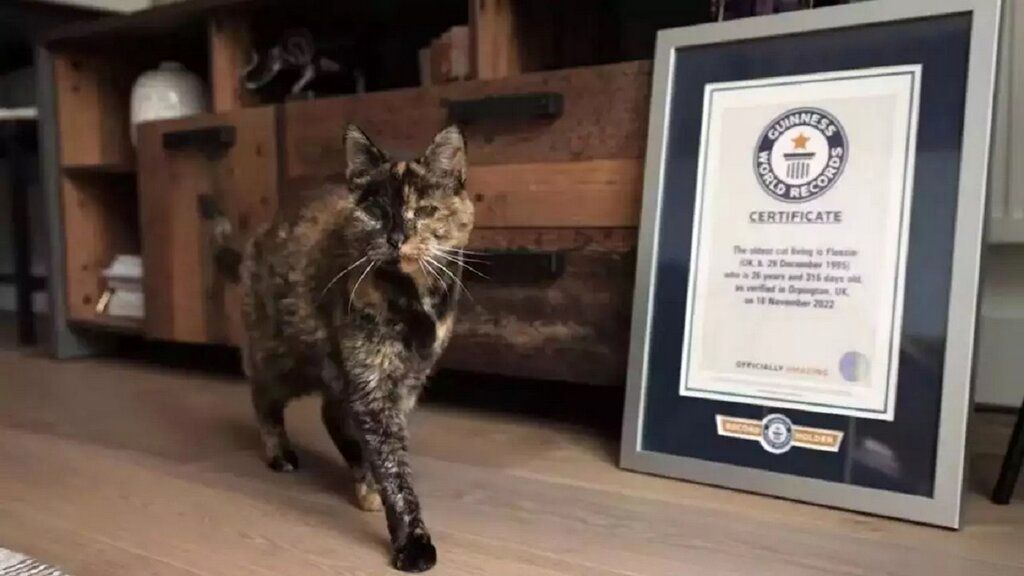 پیرترین گربه جهان که نامش در گینس ثبت شد+تصاویر