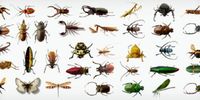 کمک کرونا به کشف گونه‌ های جدید از حشرات ! 