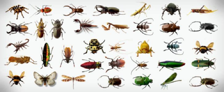 حشرات غول پیکری که از دیدن آن‌ها وحشت زده می‌شوید! +عکس