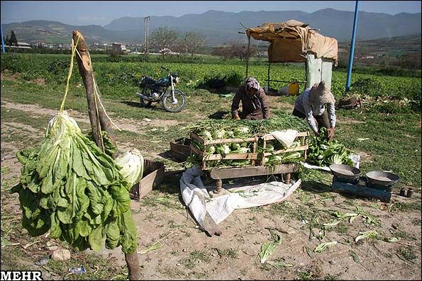مصوبه افزایش ۴۰۰ تا ۷۰۰ درصدی قیمت کود کشاورزی ابلاغ شد+سند