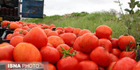 علت افزایش قیمت گوجه فرنگی مشخص شد