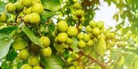 بهترین نهالستان گردو برای خرید عمده و منصفانه، یک پیشنهاد ویژه برای باغدارها