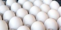 تخم مرغ را از این قیمت بالاتر نخرید / یک عدد تخم مرغ چند؟