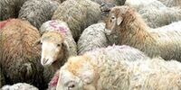 جلوه‌های جدید فشار اقتصادی بر طبقه متوسط