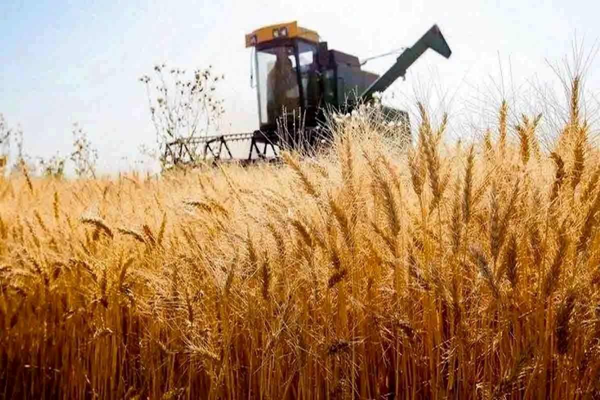 پرداخت ۴ هزار ۹۶۹ میلیارد تومان دیگر از مطالبات گندمکاران/ تسویه کامل تا ۲۲ مهر
