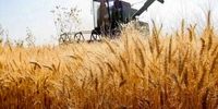 اقزایش 15 درصدی خرید گندم از کشاورزان/ گلستان رکورد زد