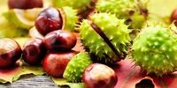 اگر این بیماری ها را دارید، شاه بلوط بخورید