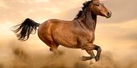 حضور یک اسب وحشی در تونل آزاد راه تهران شمال!+ فیلم