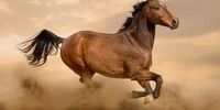 حضور یک اسب وحشی در تونل آزاد راه تهران شمال!+ فیلم