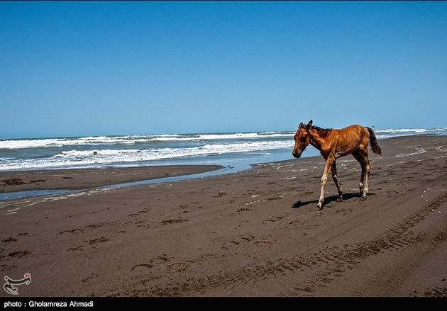 به مناسبت روز دریای خزر