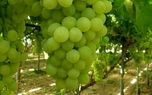 اگر سود بالا می‌خواهید، کاشت نهال انگور یکی از پررونق‌ترین بازارهای امروز کشاورزی است