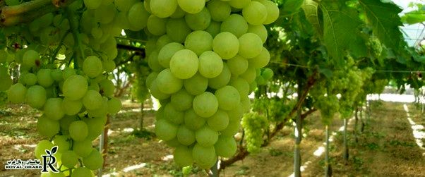 اگر سود بالا می‌خواهید، کاشت نهال انگور یکی از پررونق‌ترین بازارهای امروز کشاورزی است