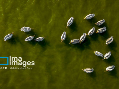 تصاویر| غارغارک‌ها؛ مهمانان سفیدبال خزر