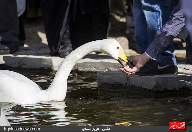 به پرندگان چیپس و پفک ندهید