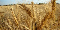 پیش بینی تولید ۱۲.۵ میلیون تن گندم در کشور