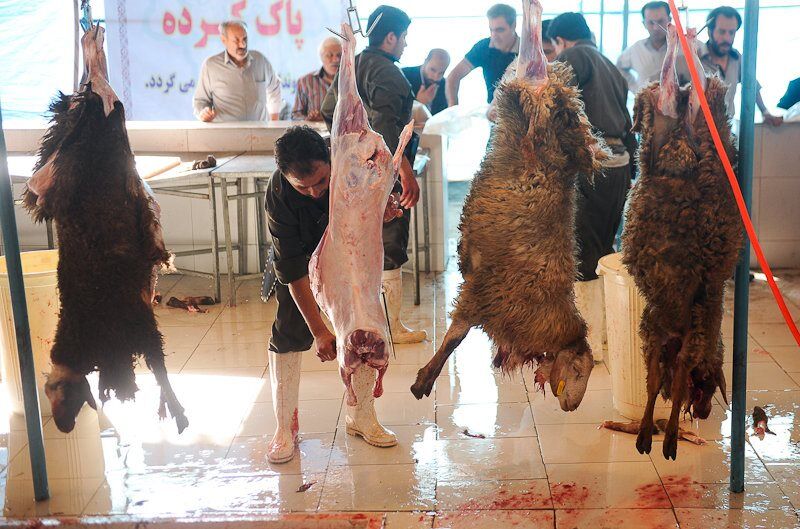 قاچاق دام 15 درصد گوشت را گران کرد
