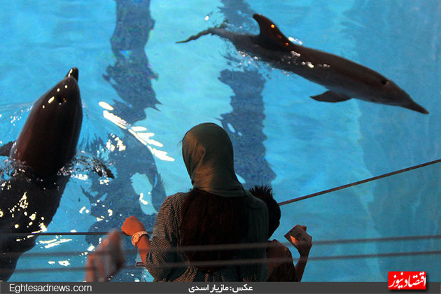 دلفین‌ها به برج میلاد رسیدند (گزارش تصویری)