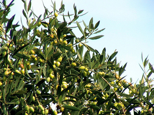 آفت مگس تولید زیتون را تحت تاثیر قرار داده‌است/بعید است به سقف تولید در دوسال گذشته برسیم