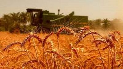 خرید تضمینی گندم از این استان ها/ میزان برداشت چرا کم شد؟