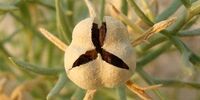 خواص مهم  اسپند که نمی‌دانید+ فیلم