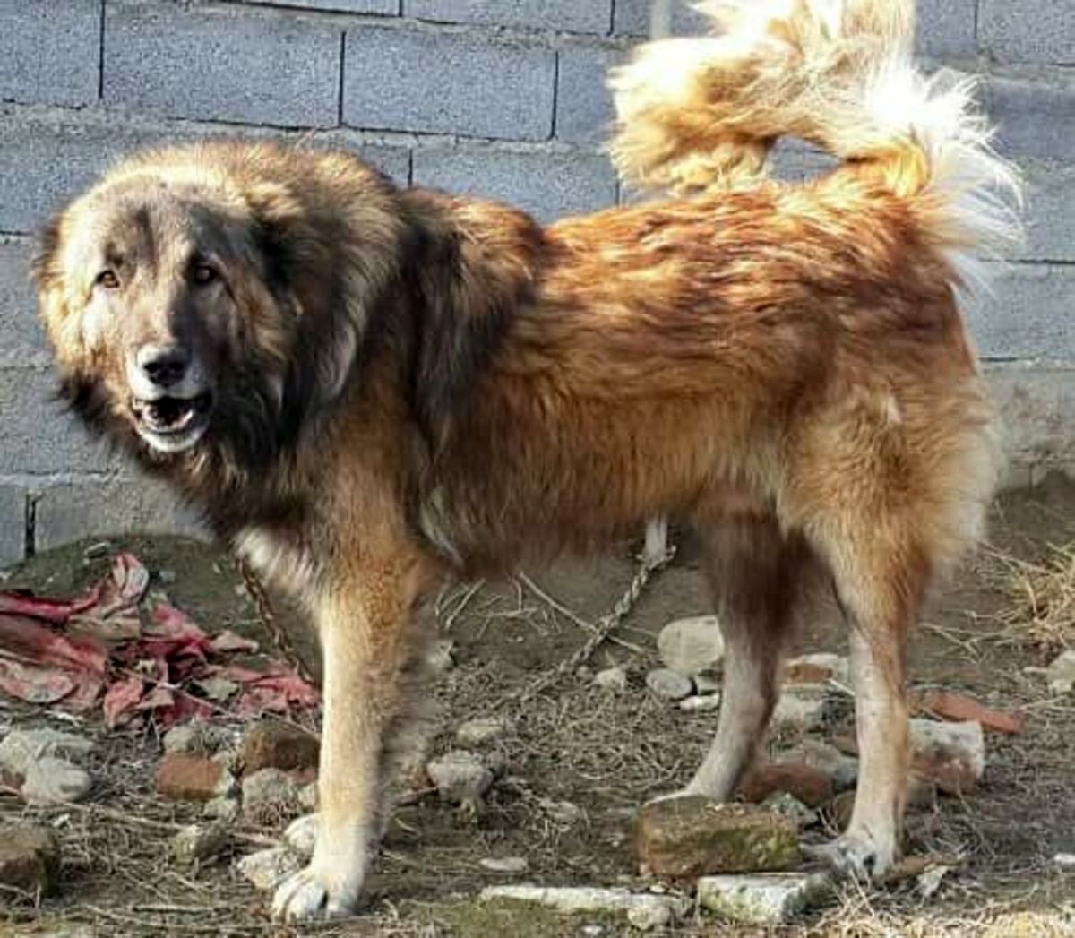 جزئیات حمله شدید سگ ولگرد به یک شهروند در دماوند