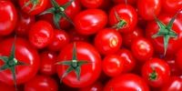 علت گران شدن گوجه فرنگی چیست؟