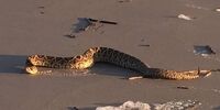 ماجرای هجوم مارهای سمی به سواحل فریدونکنار و بابلسر چیست؟