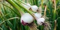 ​اینجا سبزی از گوشت گران تر شد

