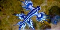 تصویری از اژدهای آبی در سواحل استرالیا!