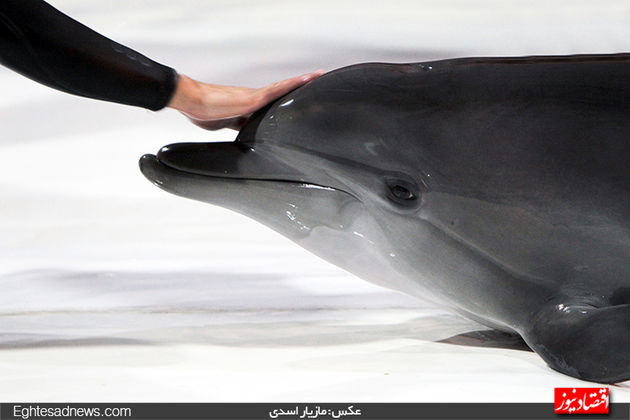 دلفین‌ها به برج میلاد رسیدند (گزارش تصویری)