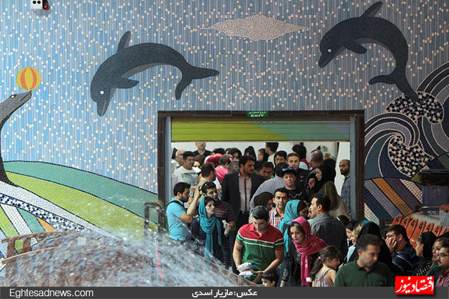 دلفین‌ها به برج میلاد رسیدند (گزارش تصویری)