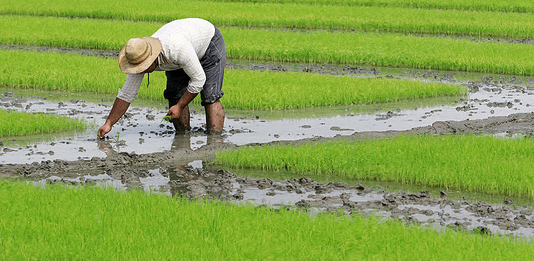 انتقال کشت چغندر قند از بهار به پاییز/ واردات برنج همچنان ممنوع است