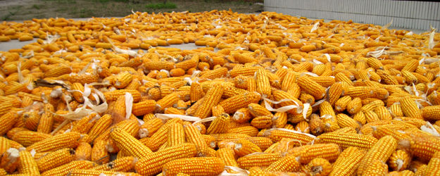 وقتی آنفولانزای مرغی بازار را برهم می‌زند/قیمت ذرت‌ رو به افول