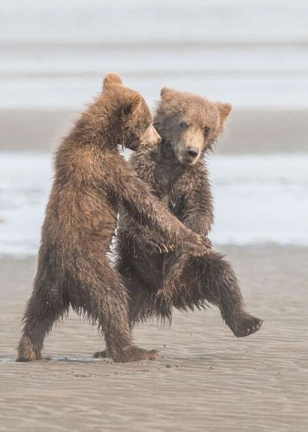 WildLife 1