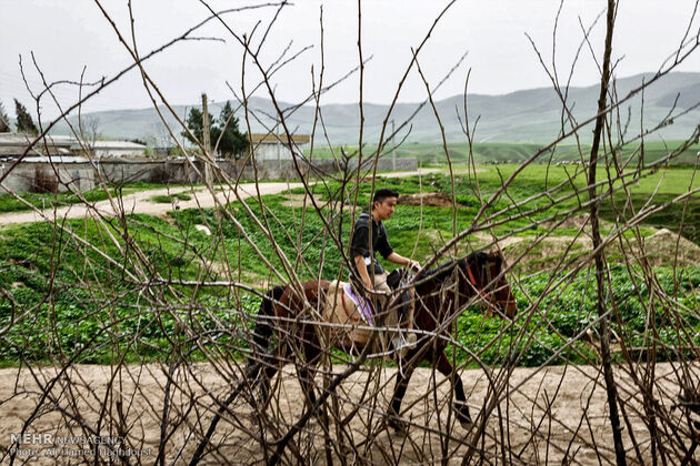 پرورش اسب روستای صوفیان