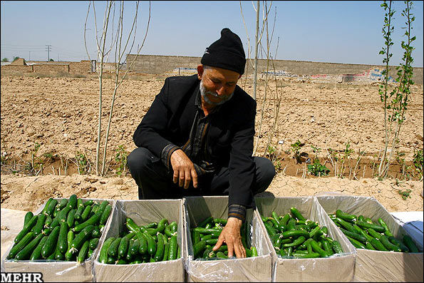 جوان مشهدی با خیار خودکشی کرد!+عکس 

