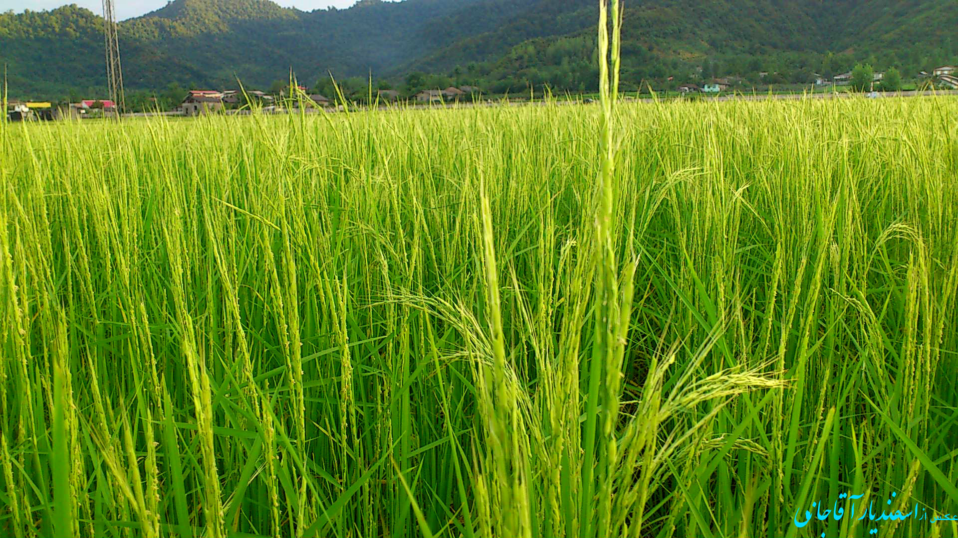 تولید برنج در جنوب صرفه اقتصادی ندارد